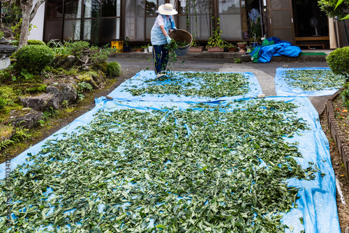 日本　藍染藍の乾燥葉作り手作業の天日干し photo