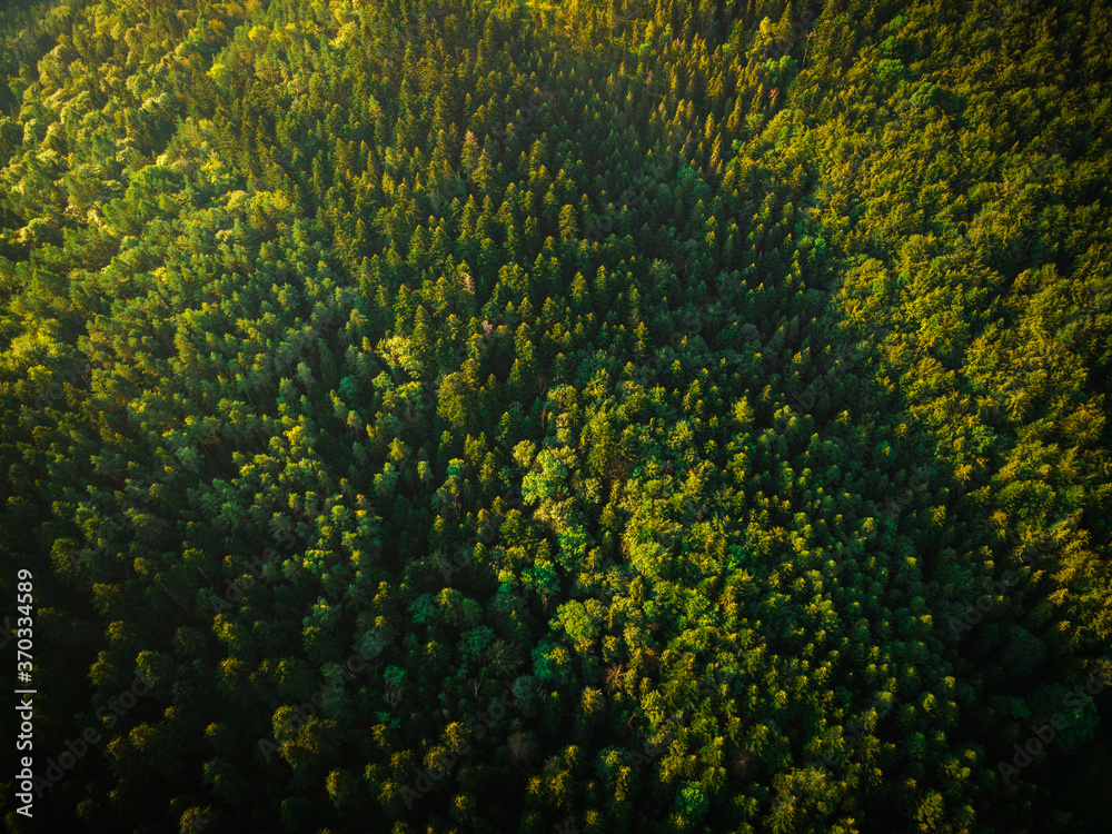 Green Forest at Summer. Drone View from Above. Natural Patterns