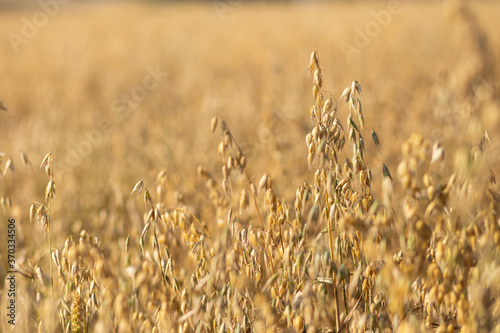 Close up of oat