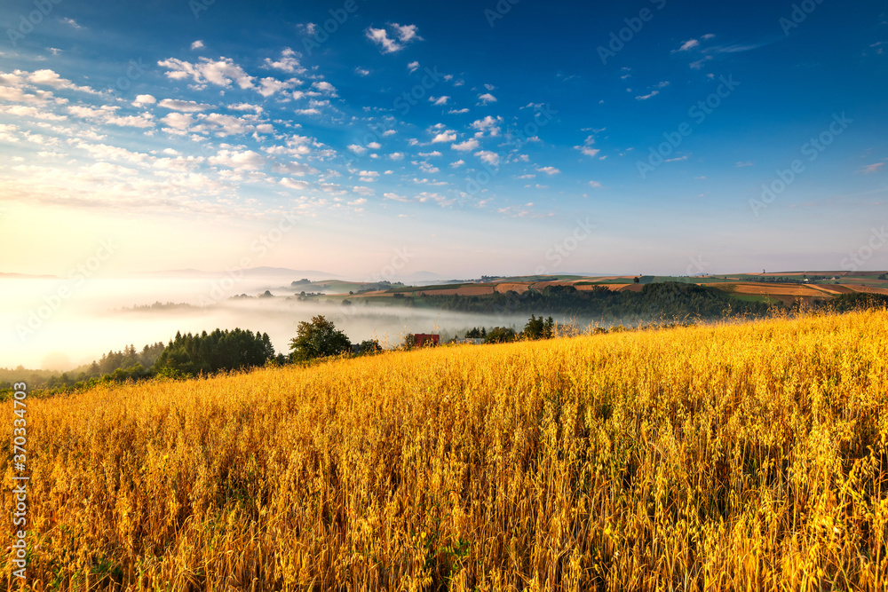 Picturesque Polish Countryside at Sunrise. Rolling Hills in Fog, Sunlight at Wheat Fields