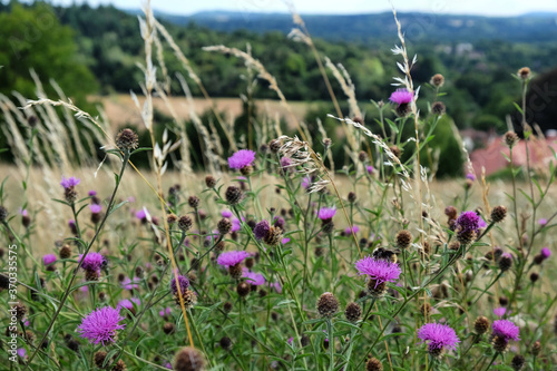 Purple knapweed wildflowers on Pewley Down in Guildford, Surrey, UK