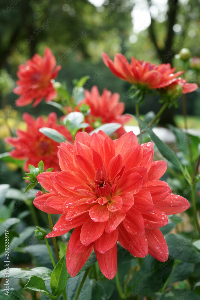 Decorative orange-red Dahlias Decorative orange-red Dahlias