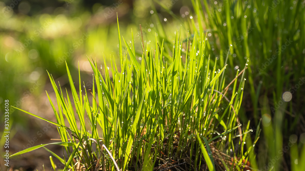 Fototapeta premium mokra trawa oświetlona słońcem