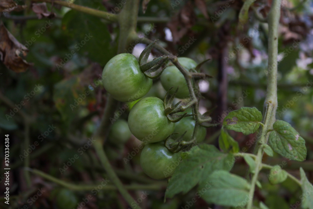 green tomatoes on a tree