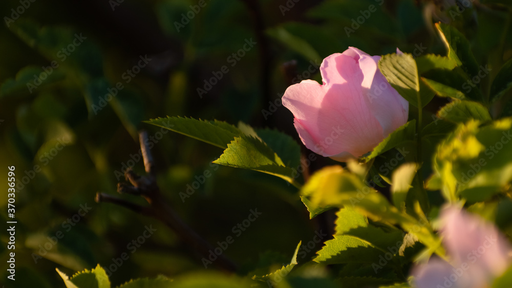 Różowa dzika róża