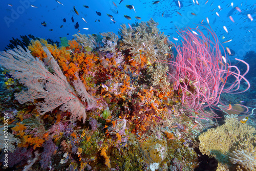 Diving Raja Ampat Indonesia Underwater Coral