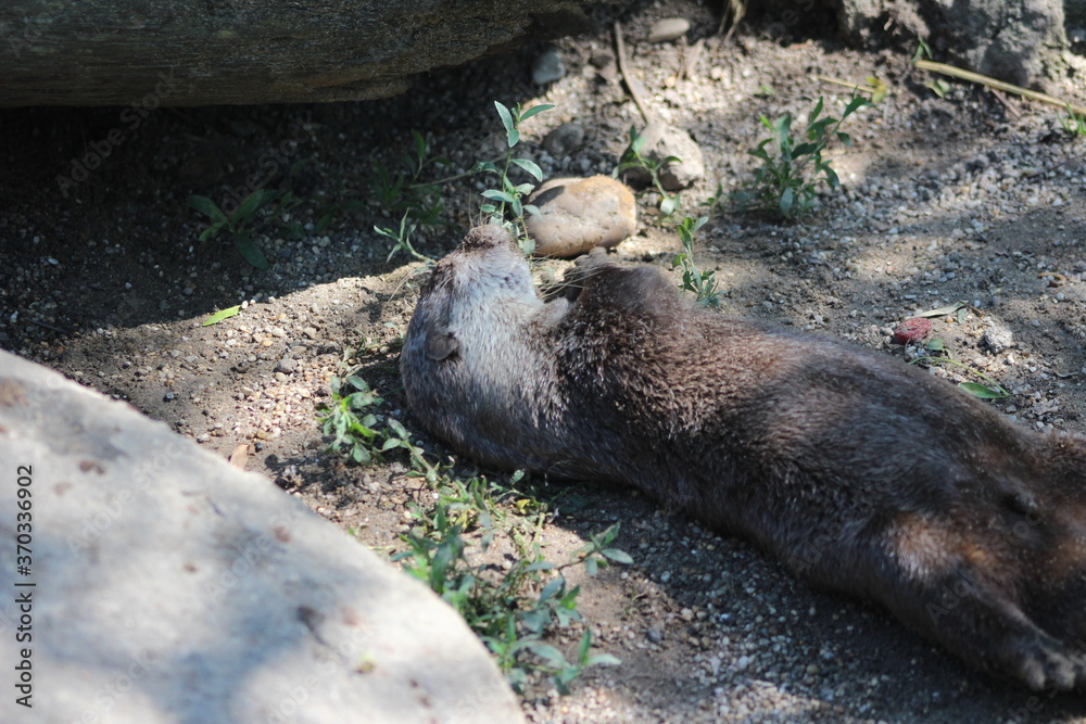 Obraz premium Animal and nature photos from the Schoenbrunn Zoo in Vienna