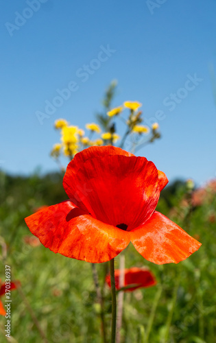 Rote Mohnblume auf Wiese mit gelben Blumen Detailaufnahme