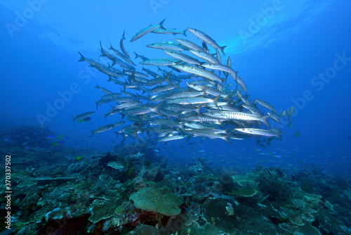 Diving Raja Ampat Indonesia Barracuda