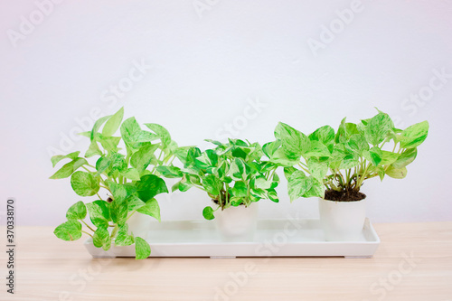  Ivy Growing in White Pots on the Table
