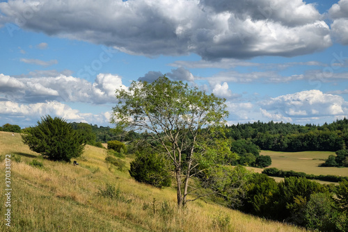 Pewley Down in Guildford, Surrey, part of the North Downs Way. photo