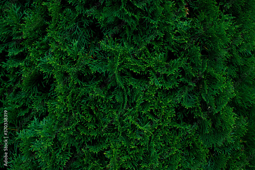 abstract green background. christmas tree dense green needles. copy space. background for a nature site. abstract green background. christmas tree dense green needles. copy space. background for a nature site.
