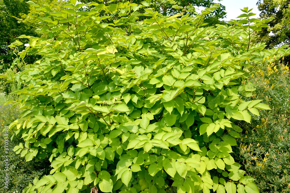 Aralia cordata (Aralia cordata Thunb.). General view of the plant Aralia cordata (Aralia cordata Thunb.). General view of the plant