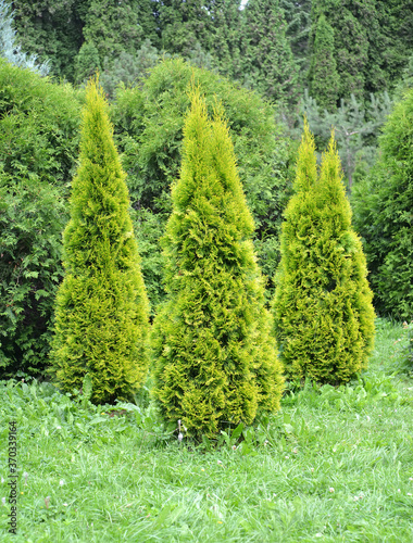 Wallpaper Mural Thuja western, variety Golden Smaragd (Thuja occidentalis L.). Group landing Torontodigital.ca