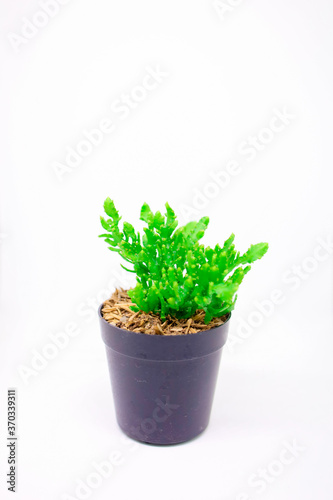 Little Plant Growing in Black Pot Isolated White Background