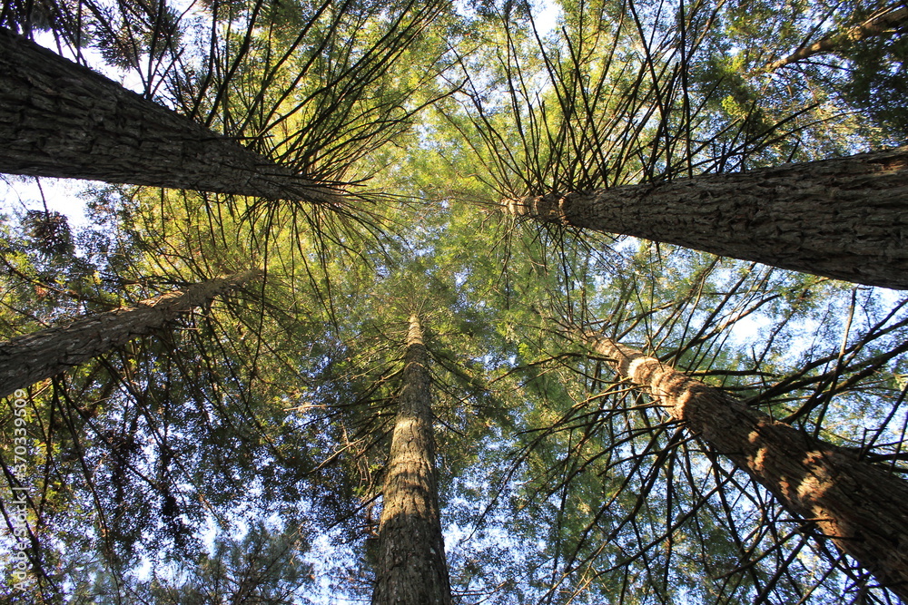 Fototapeta premium Redwoods from below
