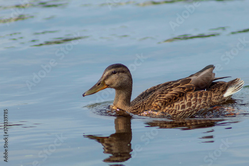 Adult wild duck on the city river on a sunny summer day