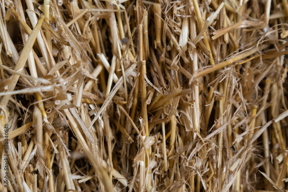 Close-up hay texture. Stacked hay bale. Harvesting in agriculture. Dry straw surface. Reeds background and texture. Fodder for livestock and construction material. Close-up hay texture. Stacked hay bale. Harvesting in agriculture. Dry straw surface. Reeds background and texture. Fodder for livestock and construction material.