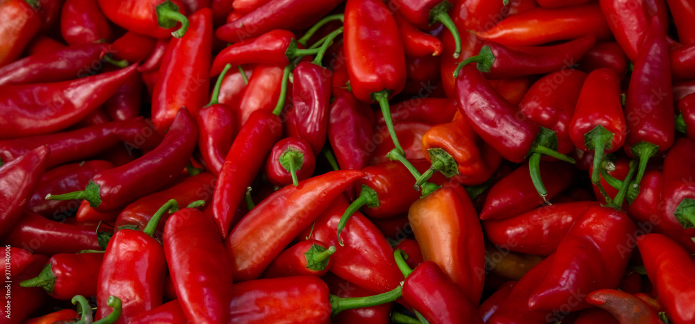 A lot of fresh organic red peppers at the local farmers market, healthy eco product, wide horizontal banner background wallpaper. Selective focus at peppers