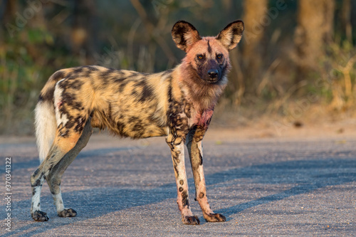 Canvas Print African Wild Dog