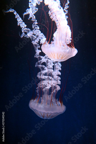 仲間同士で仲良く集まって泳ぐ　クリサオラプロカミア（日本の新江ノ島水族館）