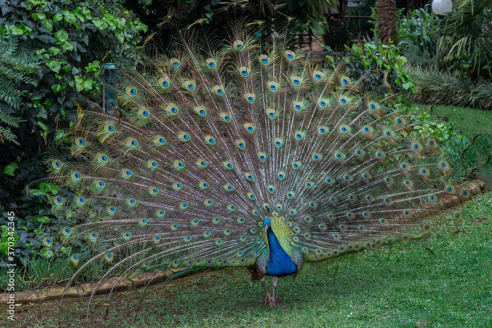 Obraz premium Peacock