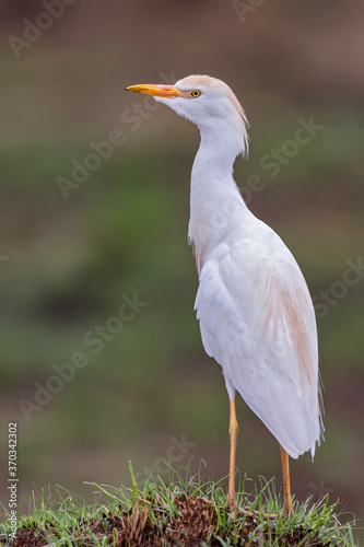 Westerm Catlle Egret photo