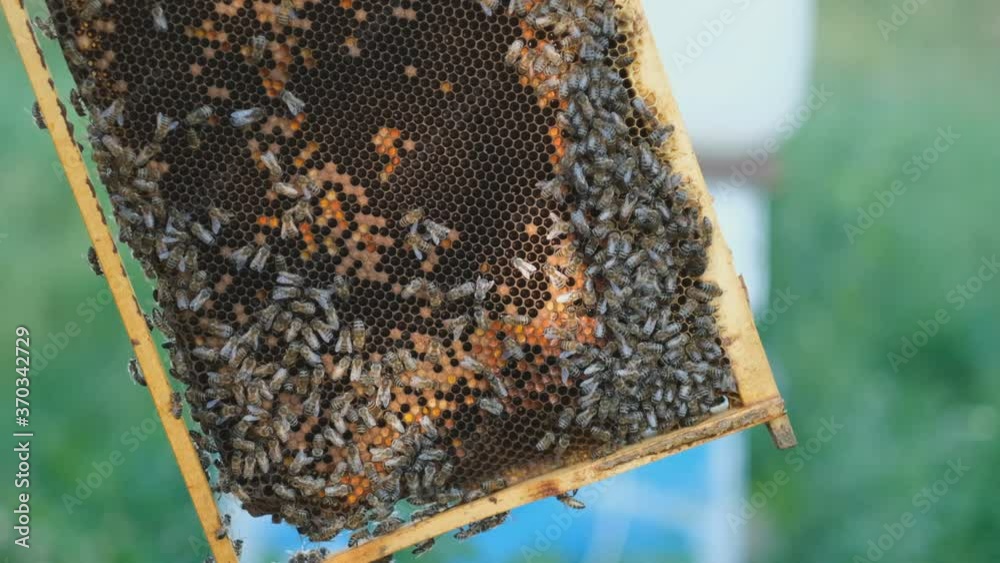 The beekeeper opens the hive, the bees checks, checks honey. Beekeeper exploring honeycomb. The beekeeper opens the hive, the bees checks, checks honey. Beekeeper exploring honeycomb.