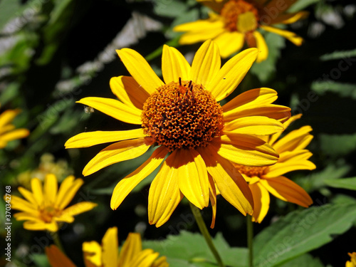 a plant with yellow inflorescences called Rudbeckia brilliant  commonly growing in home gardens in the city of Bia  ystok in Podlasie in Poland