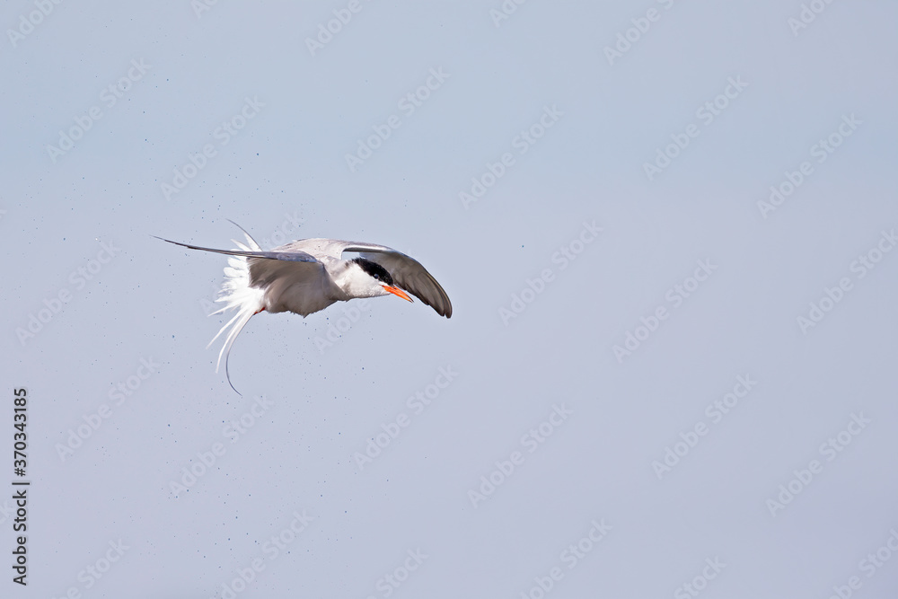 Obraz premium Common tern (Sterna hirundo) in flight full speed hunting for small fish.