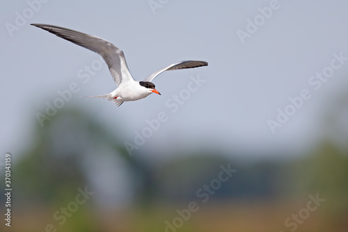 Common tern (Sterna hirundo) in flight full speed hunting for small fish.