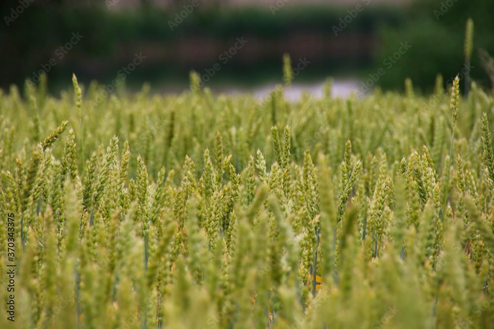 Beautiful field of rye close-up