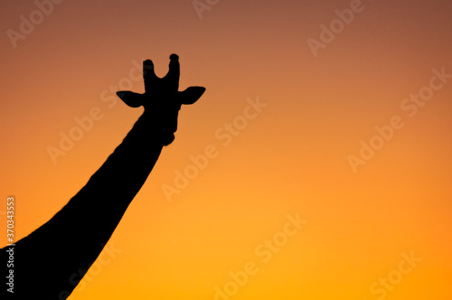 Kenya - Girafe ombres chinoises