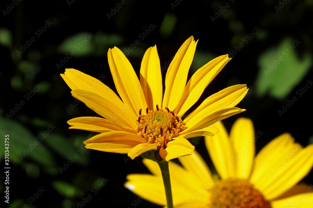 a plant with yellow inflorescences called Rudbeckia brilliant, commonly growing in home gardens in the city of Białystok in Podlasie in Poland a plant with yellow inflorescences called Rudbeckia brilliant, commonly growing in home gardens in the city of Białystok in Podlasie in Poland