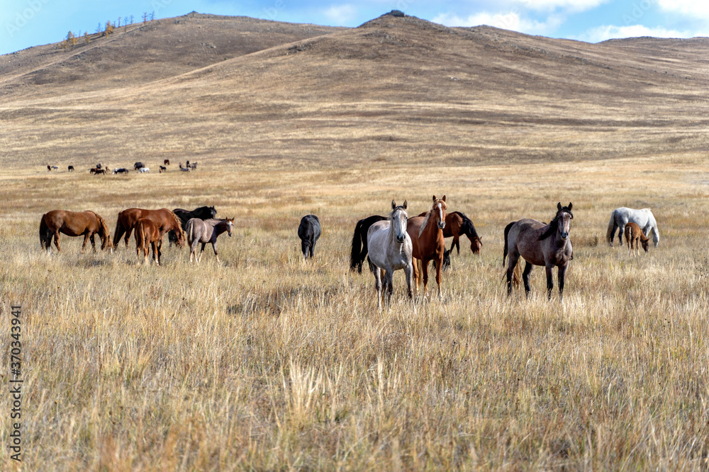 Wild horses on the prairie grazing at dried steppe in Central Asia