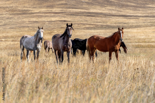 Wild horses on the prairie grazing at dried steppe in Central Asia © Elena Sistaliuk