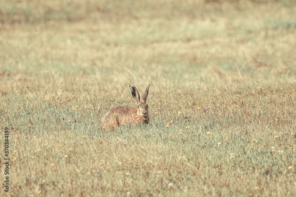 hare in the field