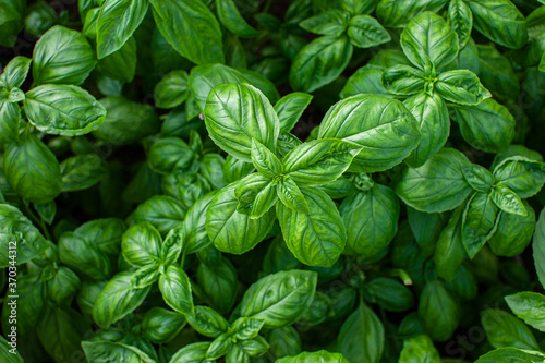 Photographie Beautiful jucy green basil growing in the garden