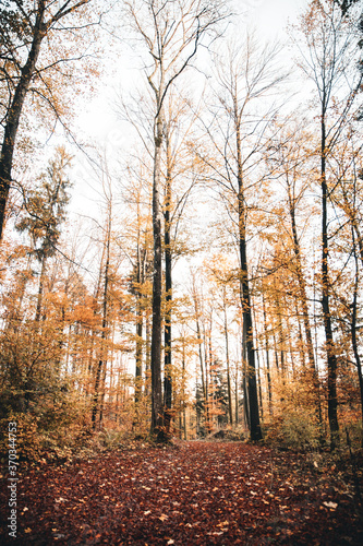 Forest background in autumn or fall season with trees and orange foliage