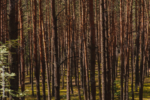 Pine forest Tree Trunks of the Red pine