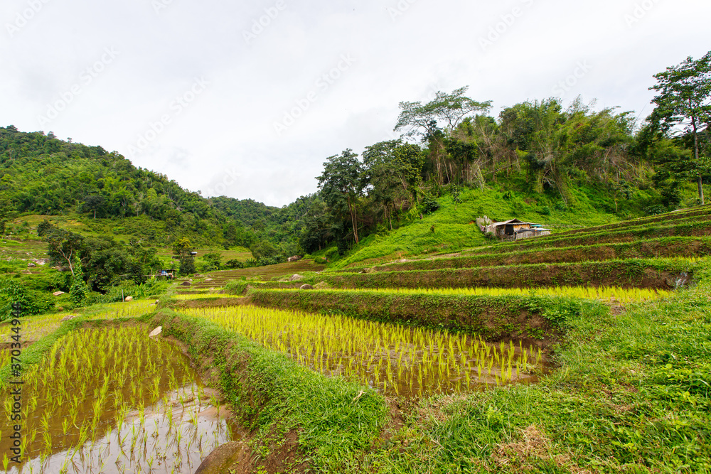 Rice terraces are cultivated on high ground.