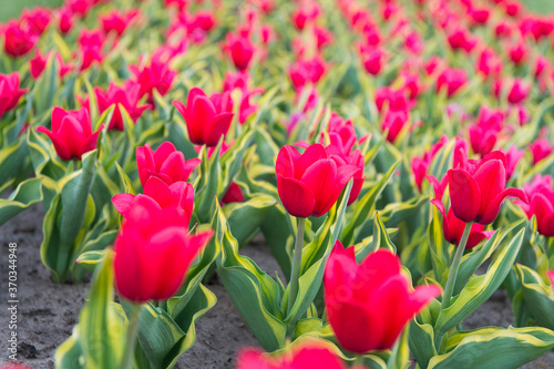 pink field of tulips  Netherlands. bulb field in springtime. harmony in meditation. Beautiful pink tulip fields. Holland during spring. Floral banner for floristry shop