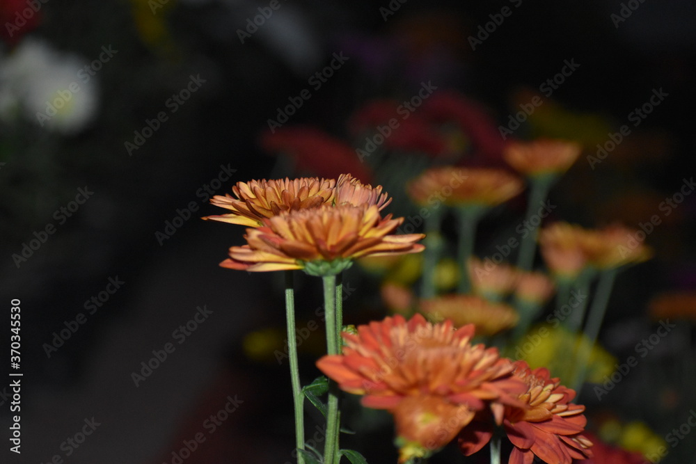 blur image of flowers in home blur image of flowers in home