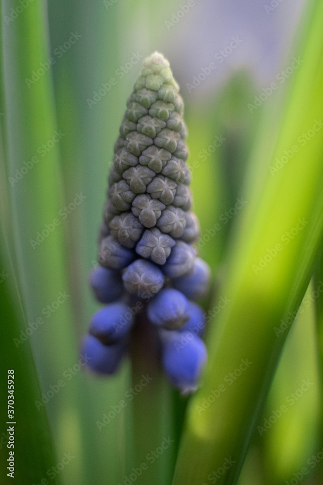 Muscari is a genus of bulbous plants in the Asparagus family Muscari is a genus of bulbous plants in the Asparagus family