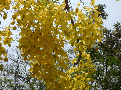 Yellow flowers in the park