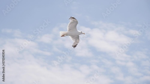 Aegean sea gull bird flying in the sky in Greece slow motion