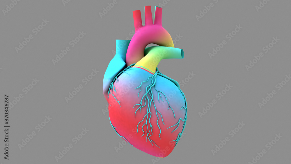 Human Heart beat Anatomy animation. Rainbow texture in the heart model  Stock Photo | Adobe Stock