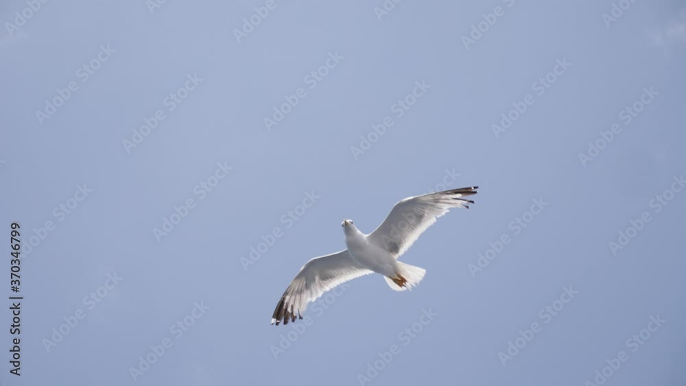 Aegean sea gull bird flying in the sky in Greece slow motion Aegean sea gull bird flying in the sky in Greece slow motion