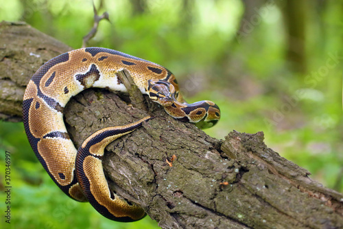 The Royal python (Python regius), also called the ball python lying twisted on a dry branch with a green background.Small African python in the forest.