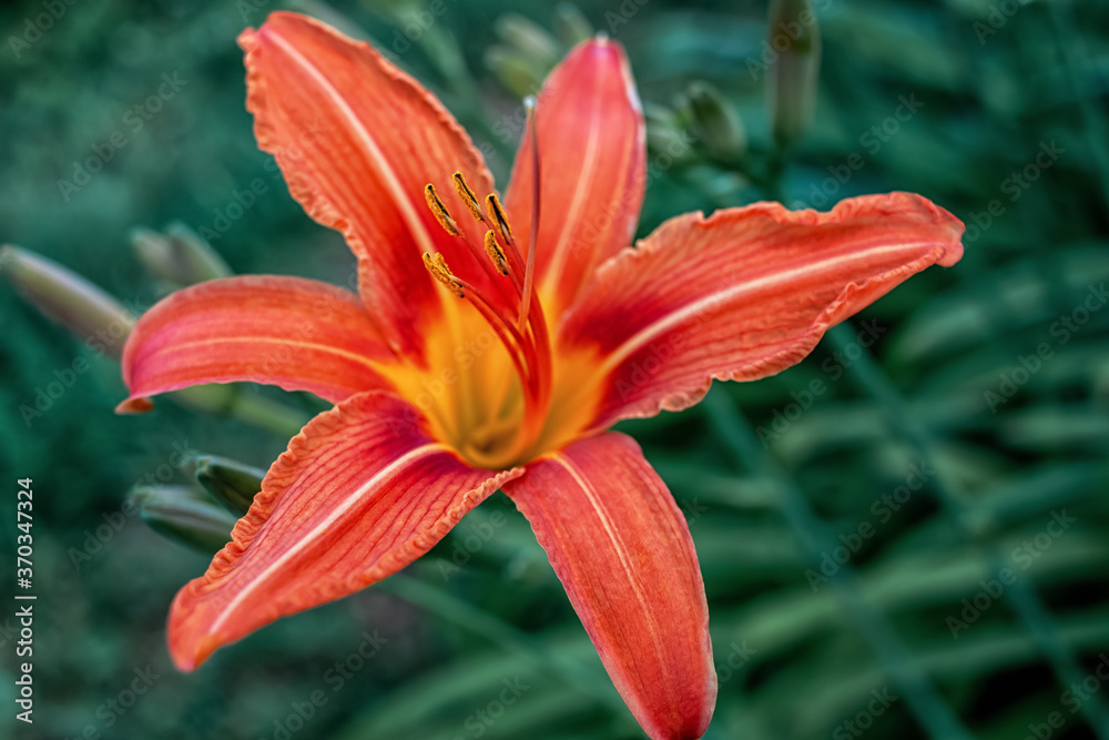 Closeup of an orange Hemerocallis blooming in the garden Closeup of an orange Hemerocallis blooming in the garden